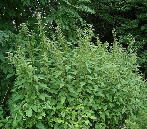 Stinging-Nettle-Urtica-Dioica-Seeds