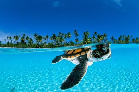 Baby Green Sea Turtle, French Polynesia