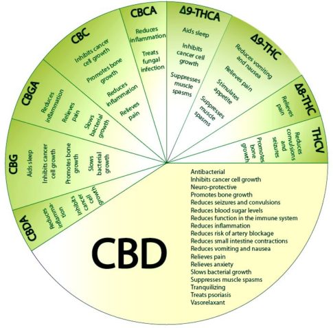CBD-cannabis