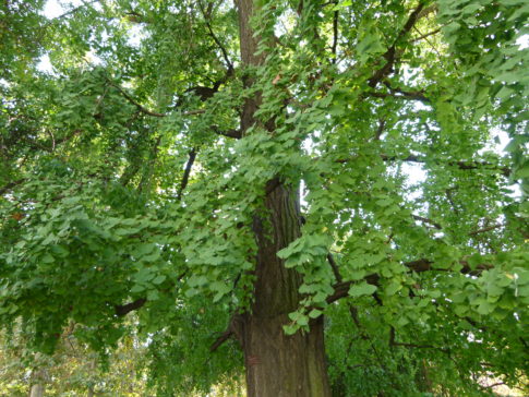 Gingko-Biloba-Tree