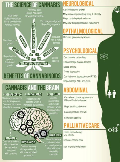 cannabis-cbd-brain-health-science