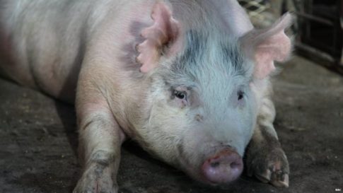 This pregnant sow is carrying human-pig chimera embryos