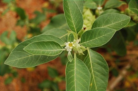 ashwagandha-flower