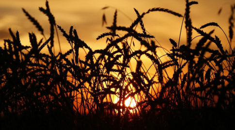 Ears of wheat are seen during sunset in the village of Solgon, southwest from Krasnoyarsk, Russia