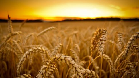 GMO-Wheat