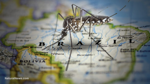 Mosquito-Map-of-Brazil