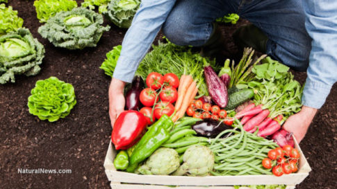 Farmer-Gardener-Harvest-Crops-Vegetables-Soil