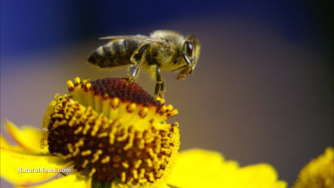 honeybee-on-yellow-flower