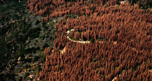 california-trees-dead