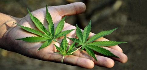 cannabis-kills-cancer-cells-admits-the-u-s-national-cancer-institute