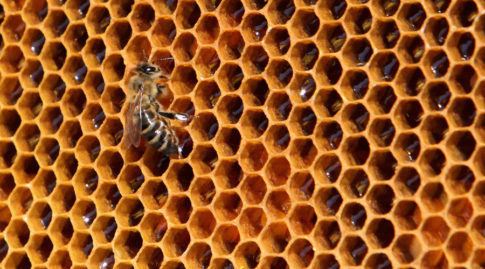 bees-hive
