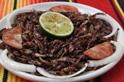 eating-insects