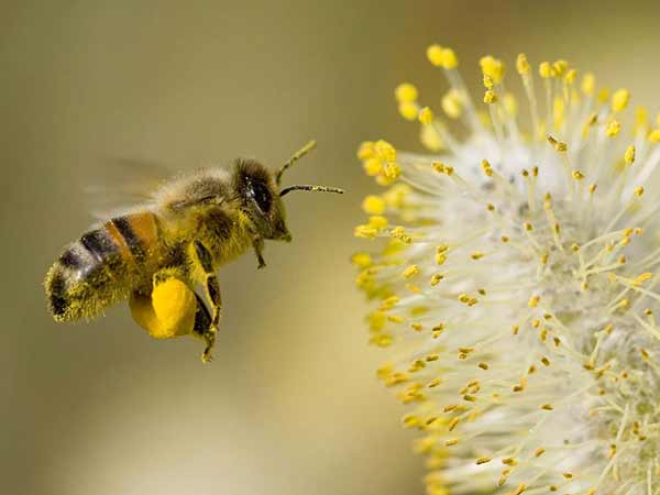 honey-bee-collecting-pollen