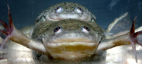 atrazine-turns-male-frogs-into-females