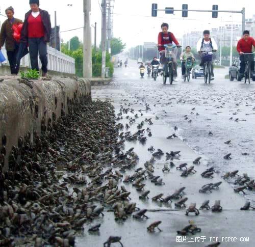frogs-china-sichuan-earthquake