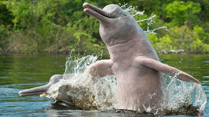 amazon-river-dolphins