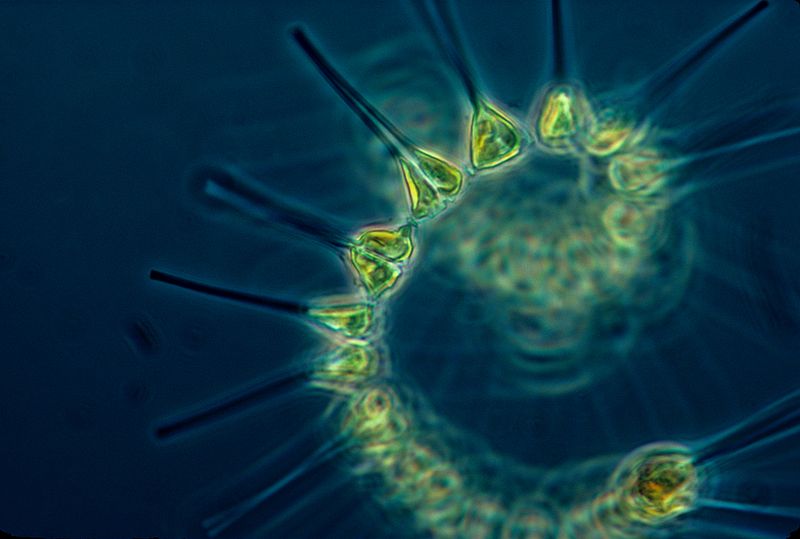 phytoplankton-the_foundation_of_the_oceanic_food_chain