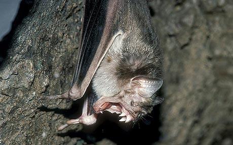 rabid-vampire-bats-attack-500-people