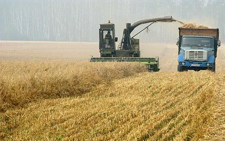 global-food-shortage-fears-as-russia-extends-wheat-ban
