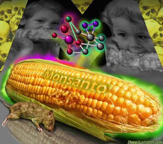 monsanto-gm-corn