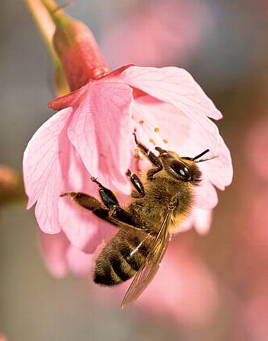 honey-bee1