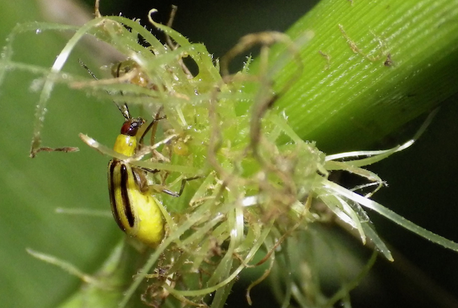 Corn rootworm on the roots of a corn plant
