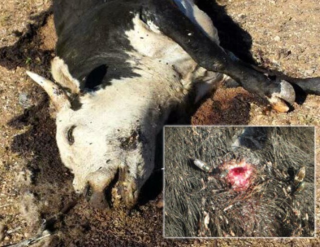 BLM-Murdered-Cow