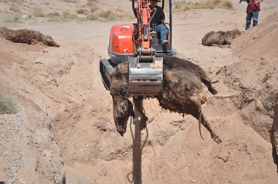 Bundy Family Uncovers New BLM Cattle Grave