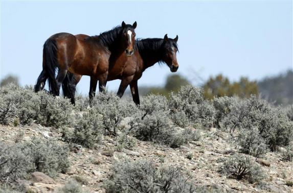 Two of a band of wild horses graze in the Nephi Wash area outside Enterprise, Utah