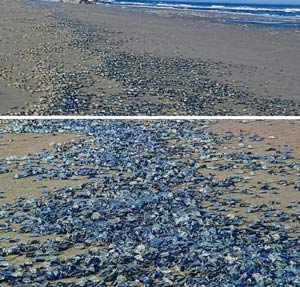 Mounds of millions of jellyfish-like creatures wash up on Pacific beaches across multiple states