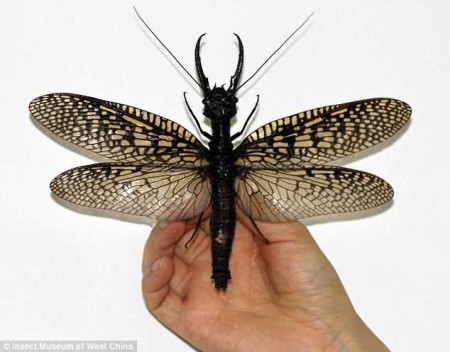 New species of insect discovered in China with an 8 inch wingspan