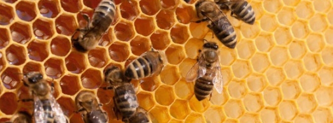 beyond-honey-bees