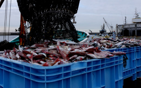 South Korea Returns 20 Tons Of Radioactive Japan Seafood