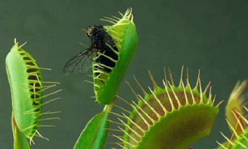 Fly in Venus flytrap