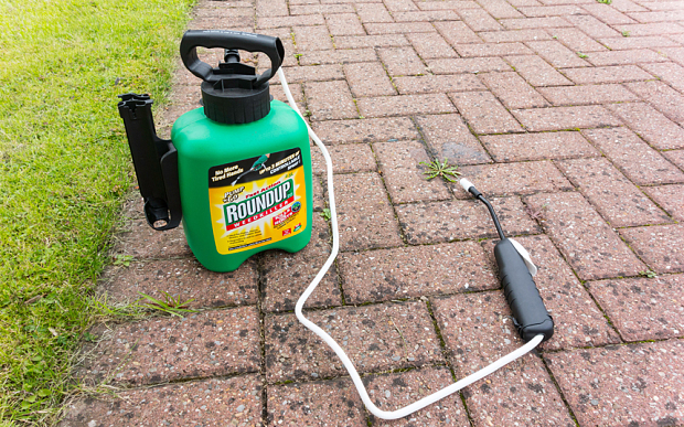 Roundup weedkiller contains glyphosate which the WHO has said is probably carcinogenic to humans