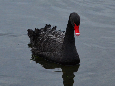black_swan