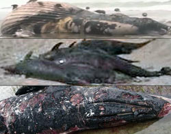 Whales-Dolphins-DEAD