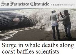 whale deaths