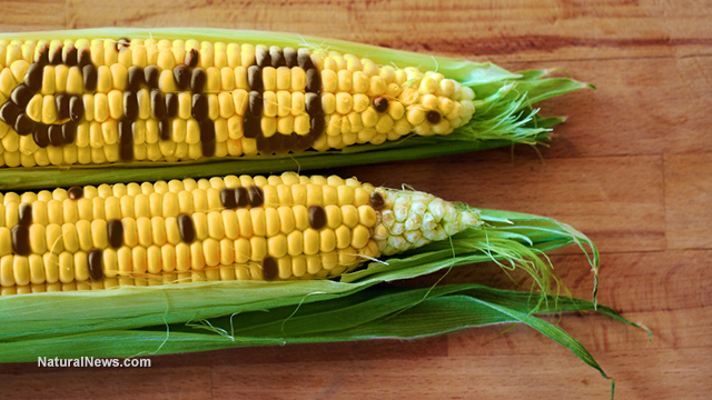 GMO-Concept-Corn-Spelled-Out-Husk