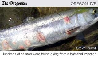 salmon-infection
