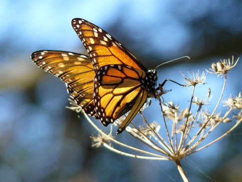 Monarch_Butterfly_resting_on_fennel_at_the_Pismo_Butterfly_Grove_California