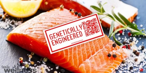 Salmon-GMO