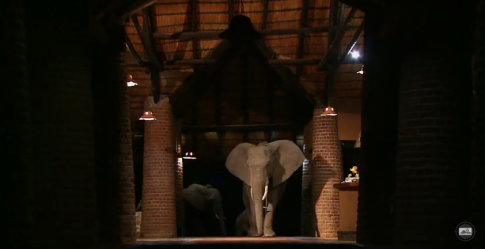 The Elephants That Came To Dinner