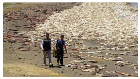 10,000 Dead Squid Wash up on Chile Beach