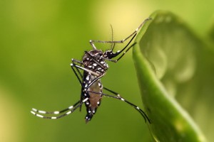 zika-mosquito-300x200