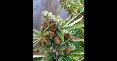 honey-bees-cannabis