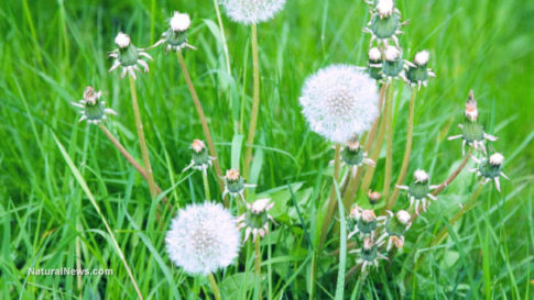 Dandelion-Flowers-Plant-Nature