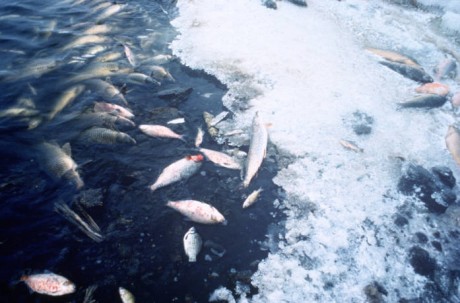 Fish-Deaths