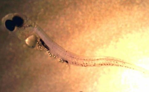 Larval perch that has ingested microplastic particles