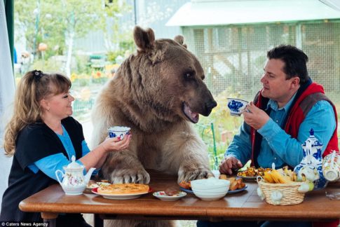 Svetlana and Yuriy Panteleenko adopted the bear named Stepan when he was aged just three months